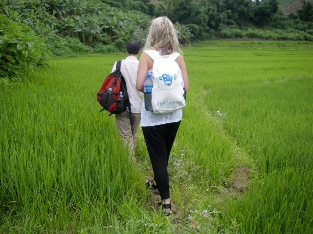 jinghong fields
