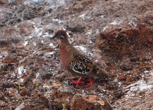 Galapagos dove