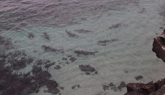 Galapagos sharks, Genovesa