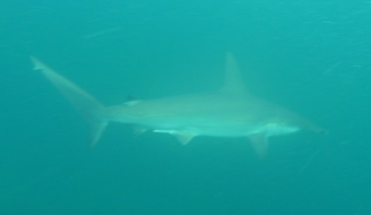 hammer head shark Genovesa