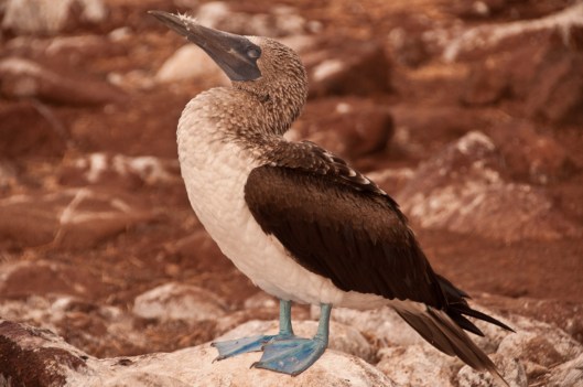 Blue footed boobie Galapagos