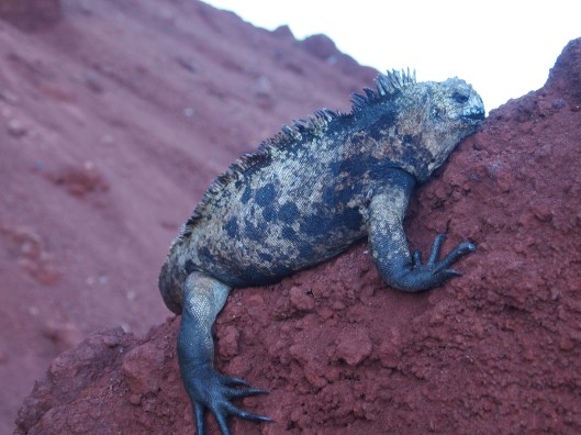 Galapagos marine iguana
