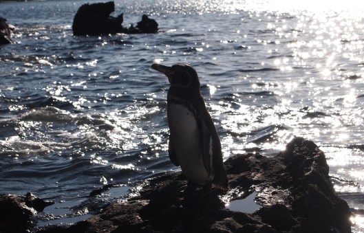 Penguin Bartolome