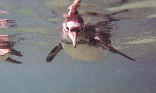 penguin galapagos