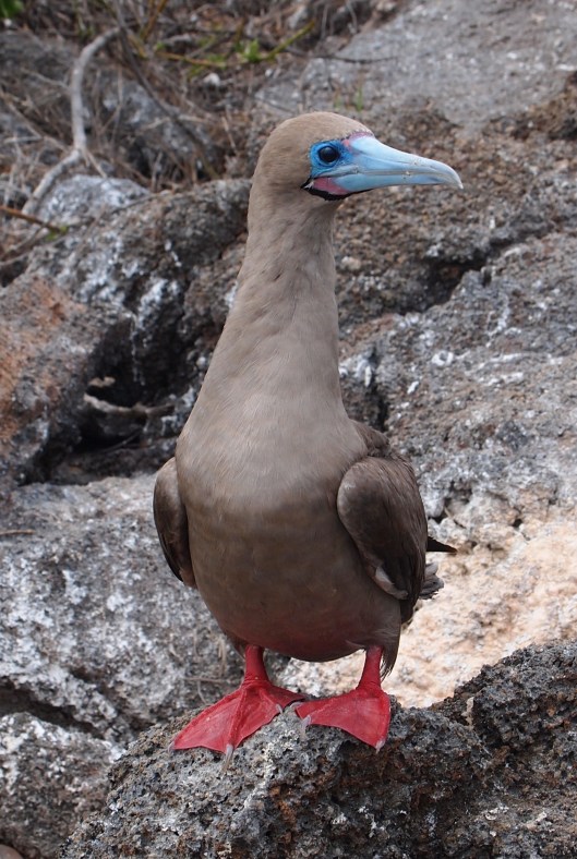 Red Footed Boobie Genovesa