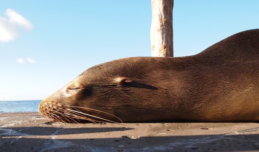 sealion Bartolome