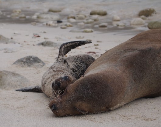 sealions genovesa