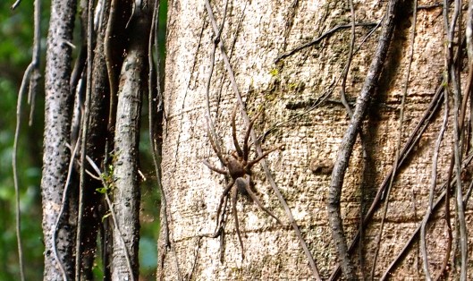 Amazon tarrantula