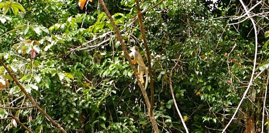 Amazon, monkey Tahuayo lodge