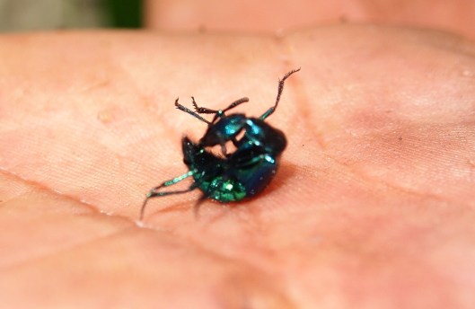 Amazon poisonous beetle