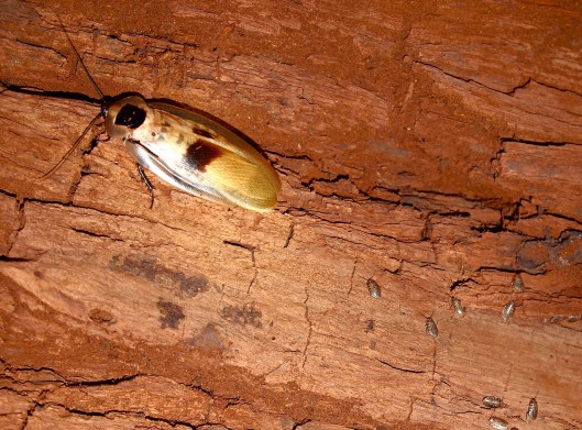 Amazon cockroach babies